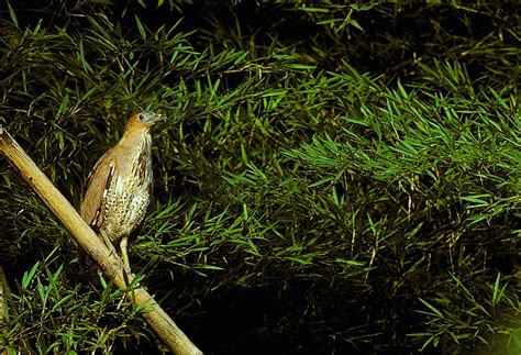 晚上有蟬叫聲|夜間動物聲音資訊網 / 鳥類